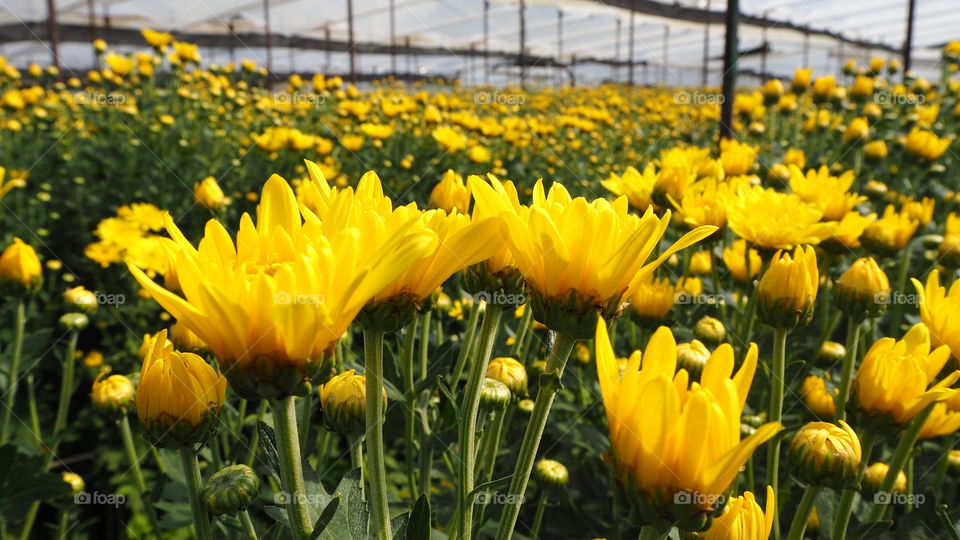 Flowers blooming on summer