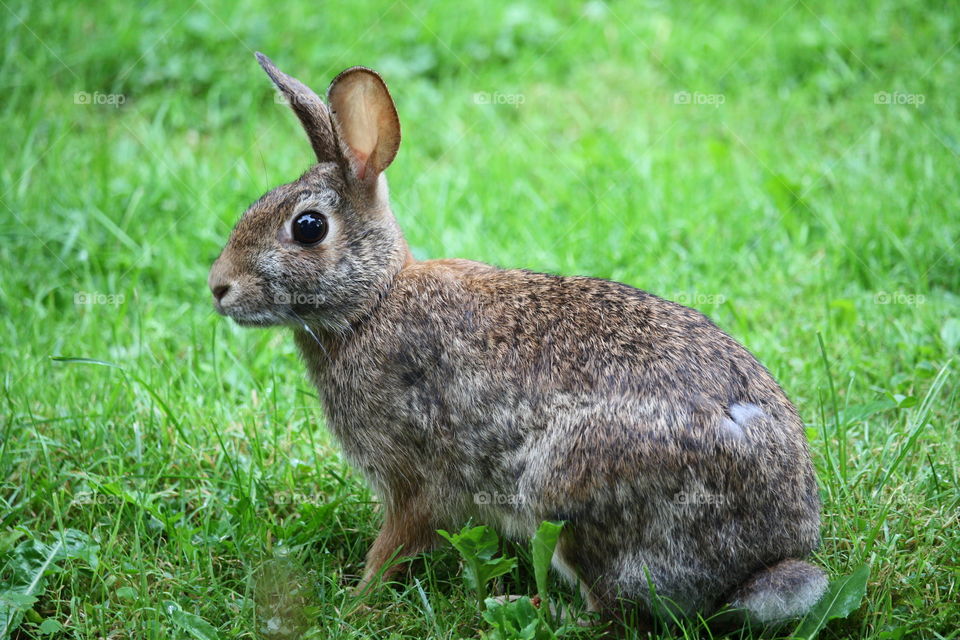 Portrait of a wild rabbit