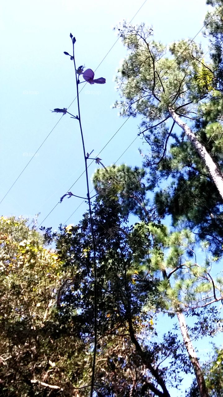 flower and trees reaching for the sky