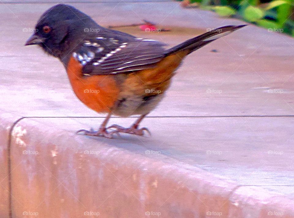 Spotted Towhee-bird