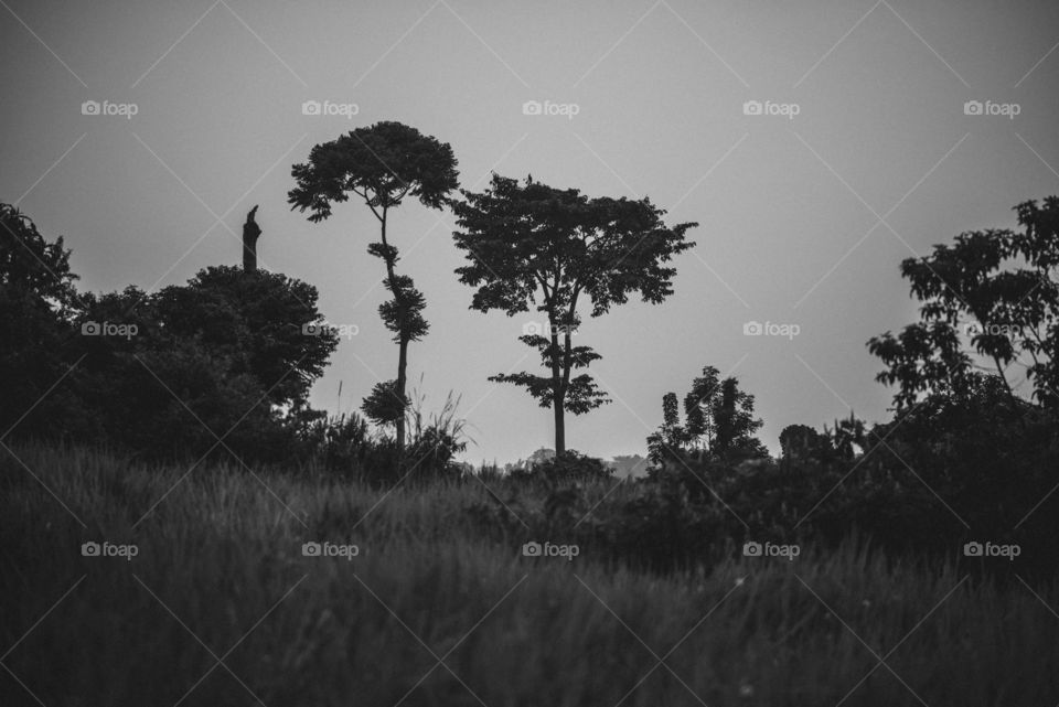 African Tree Line