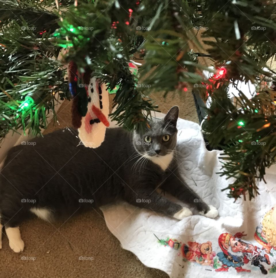 Christmas spirit cat