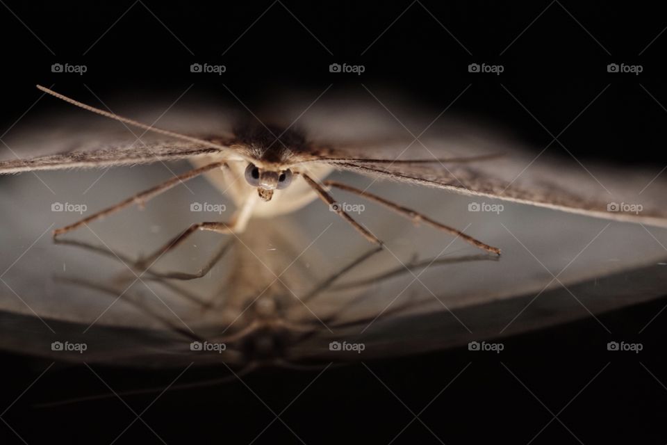 Moth on the glass door