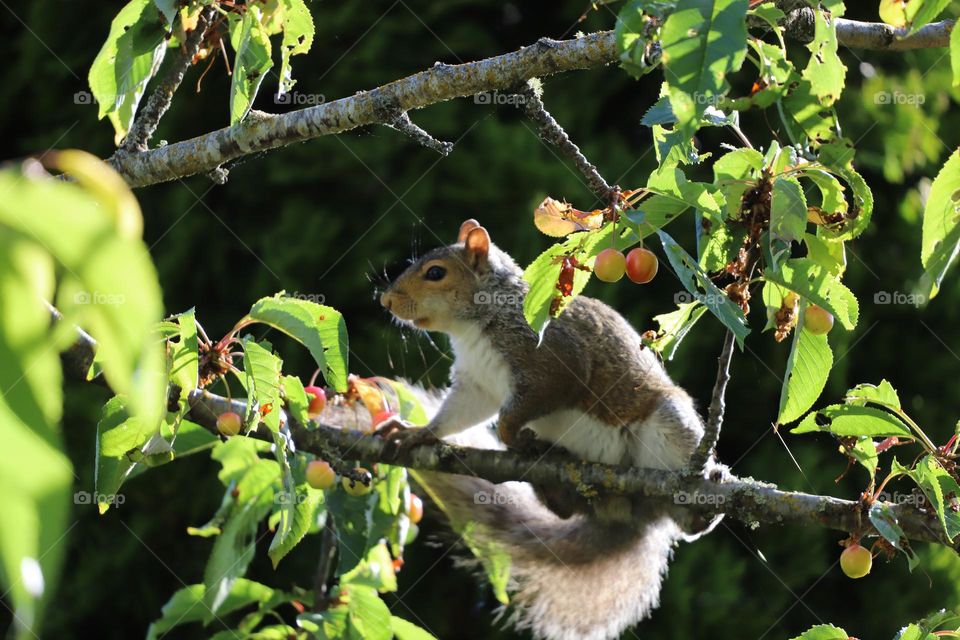 Wildlife visits backyards often