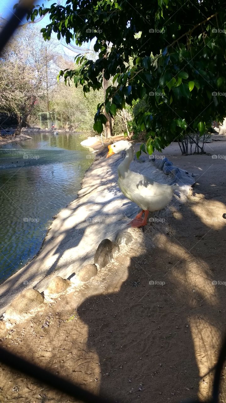 Patos en el zoo