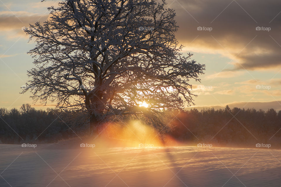 Beautiful rays through the frosty morning oak-tree, winter sunrise view at Krimulda, Latvia