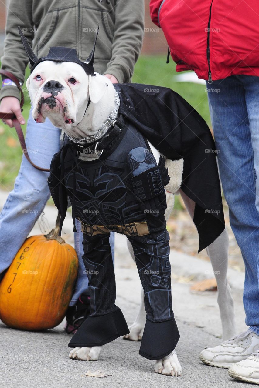 Batman dog.  