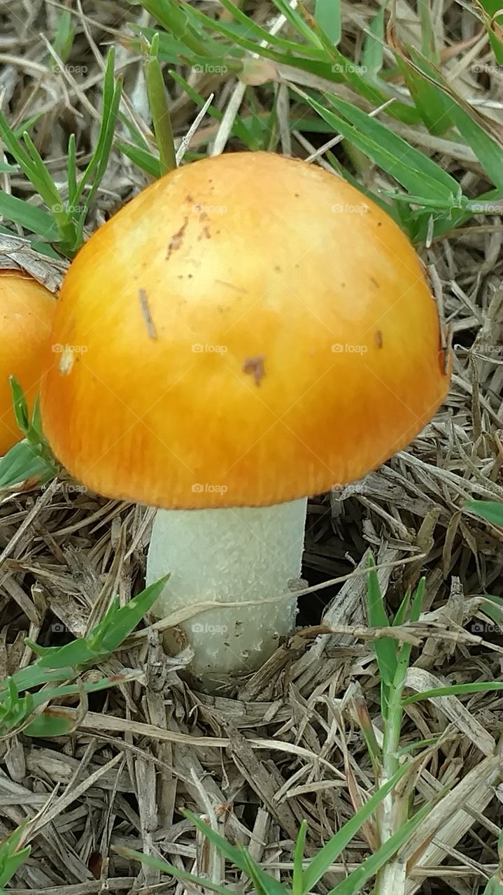 mushroom