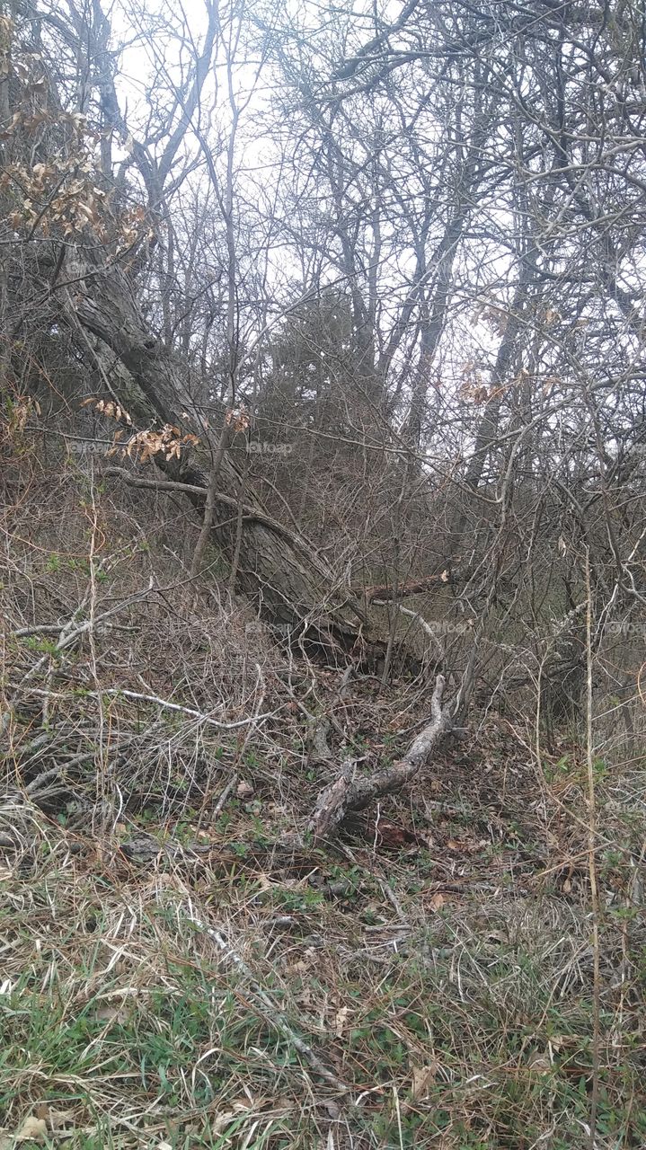 old fallen tree
