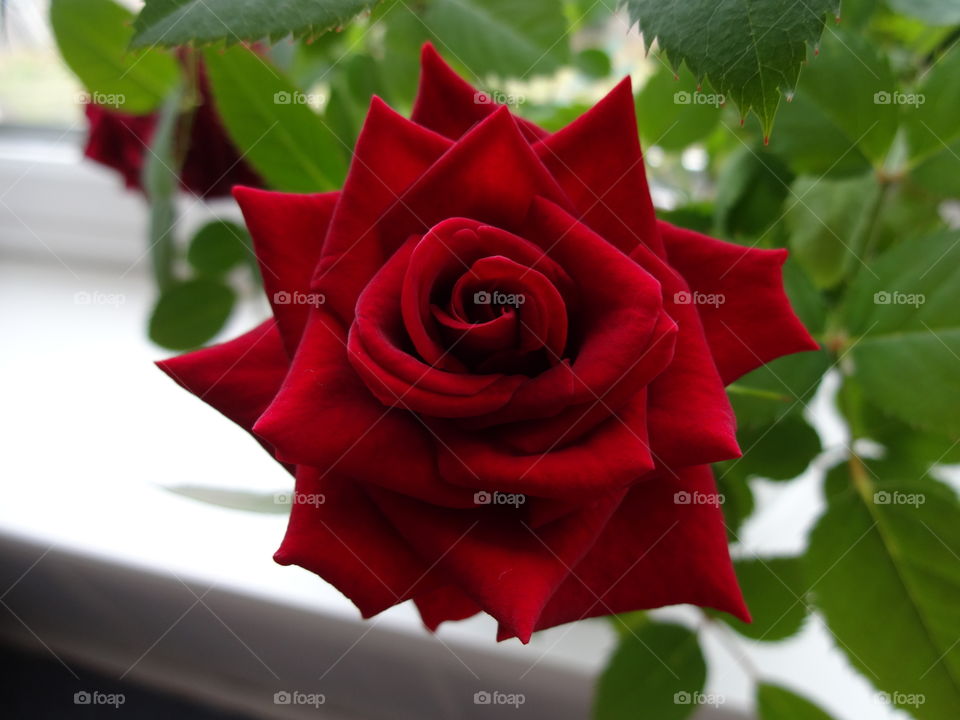 red rose in macro