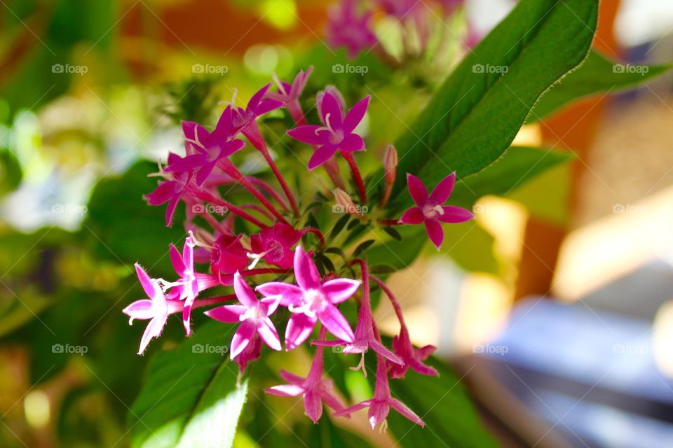 Pink flowers in a rural garden