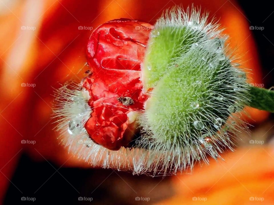 Poppy bud Close-up