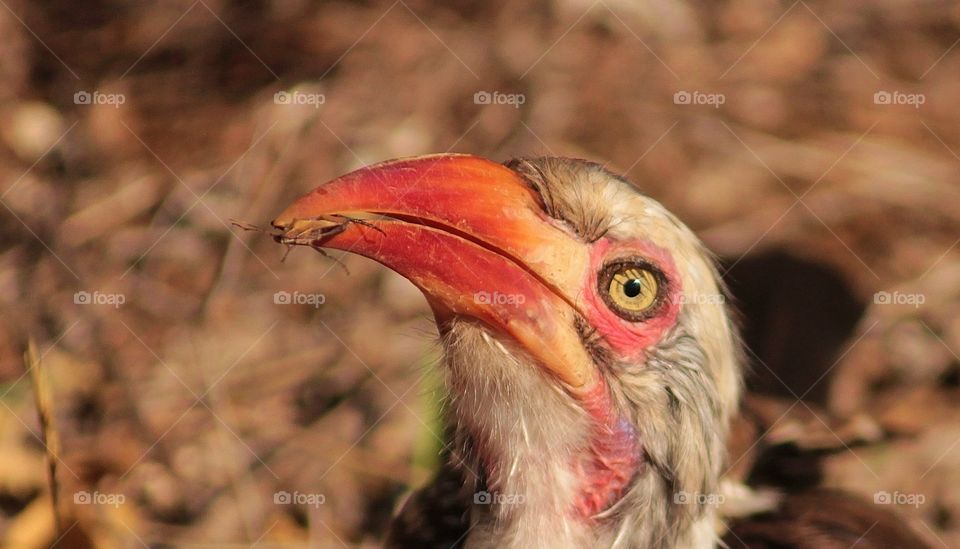 southern red-billed hornbill feeding