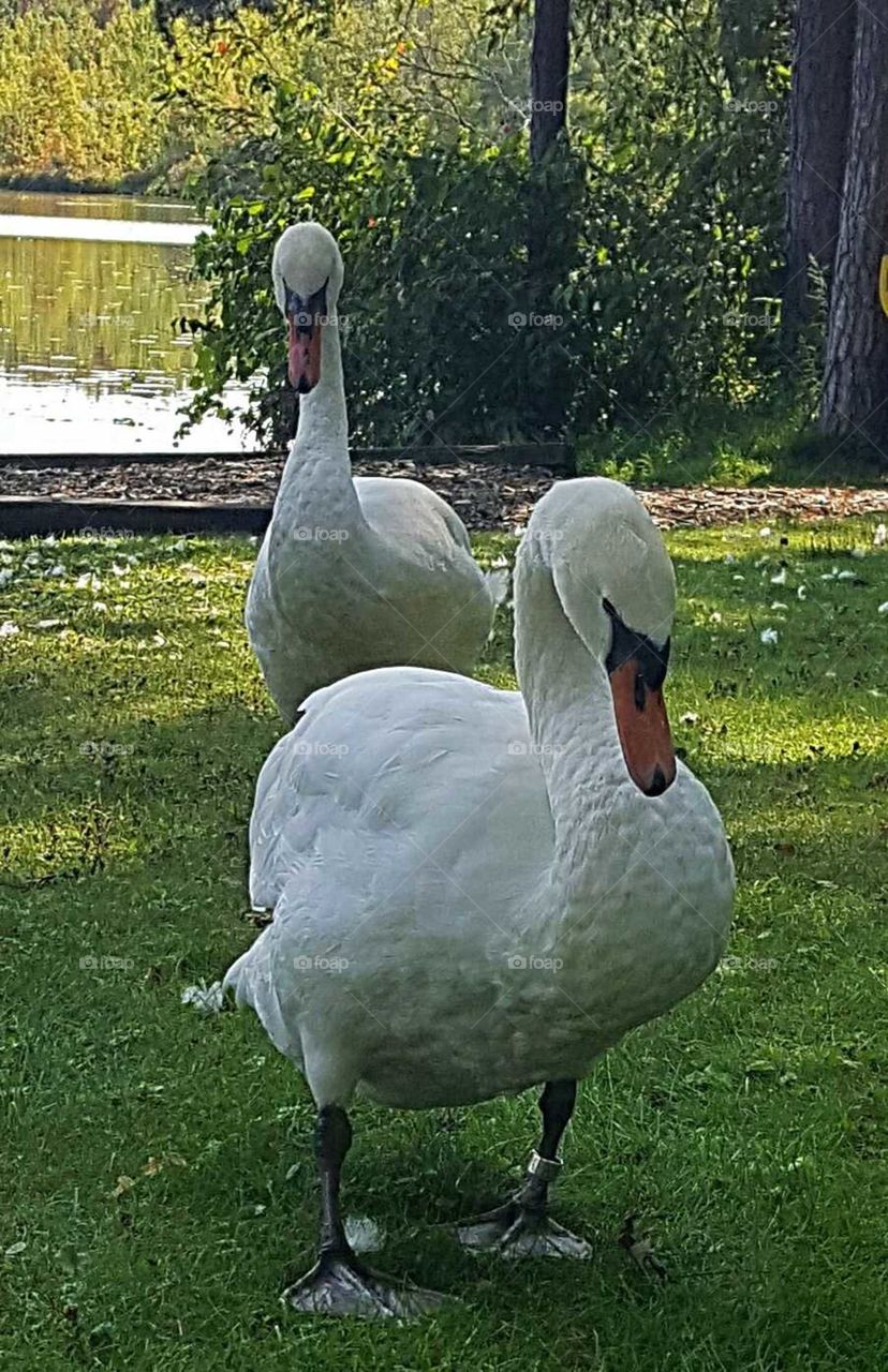 Swans at the Lake