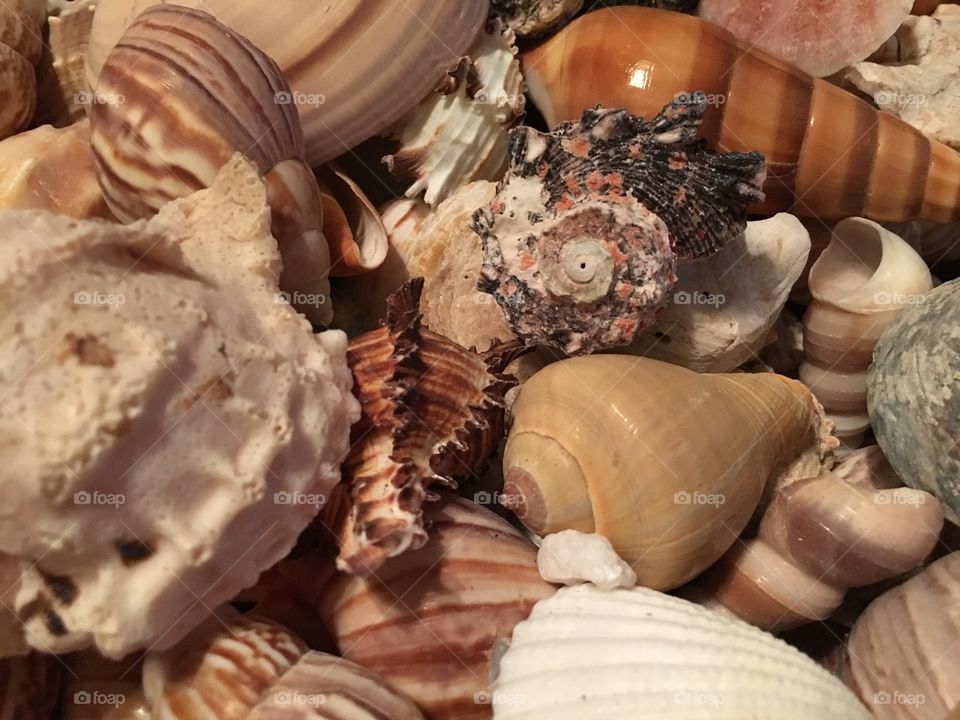 Shells