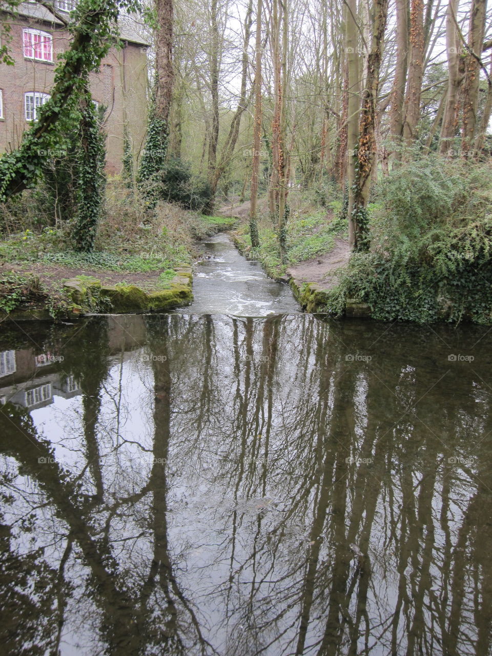 Tree, Water, River, Landscape, Nature