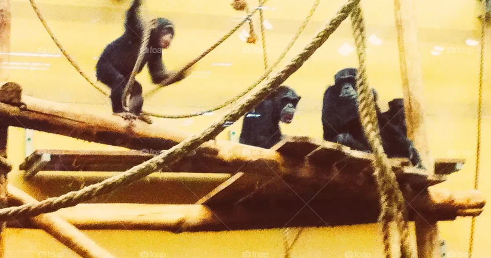 Monkeys