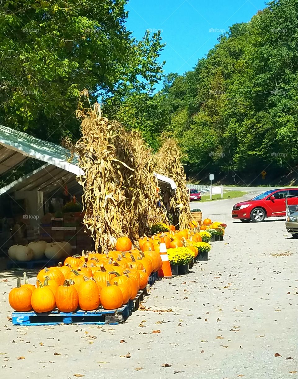 Pumpkin Hay fall
