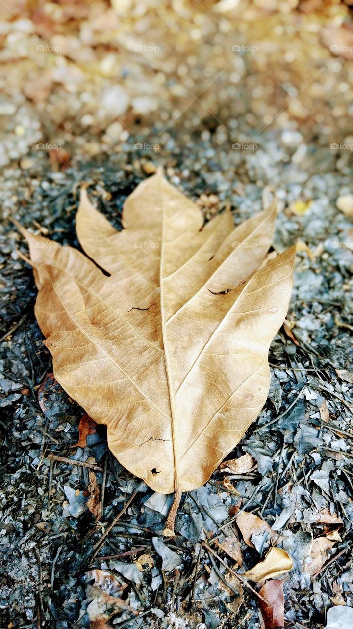 Dry leaf