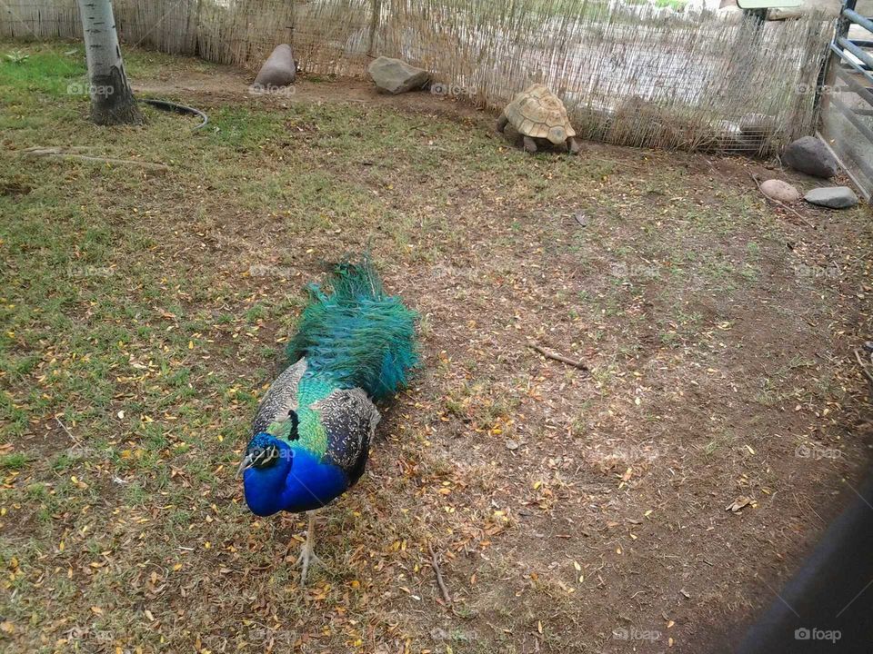 peacock