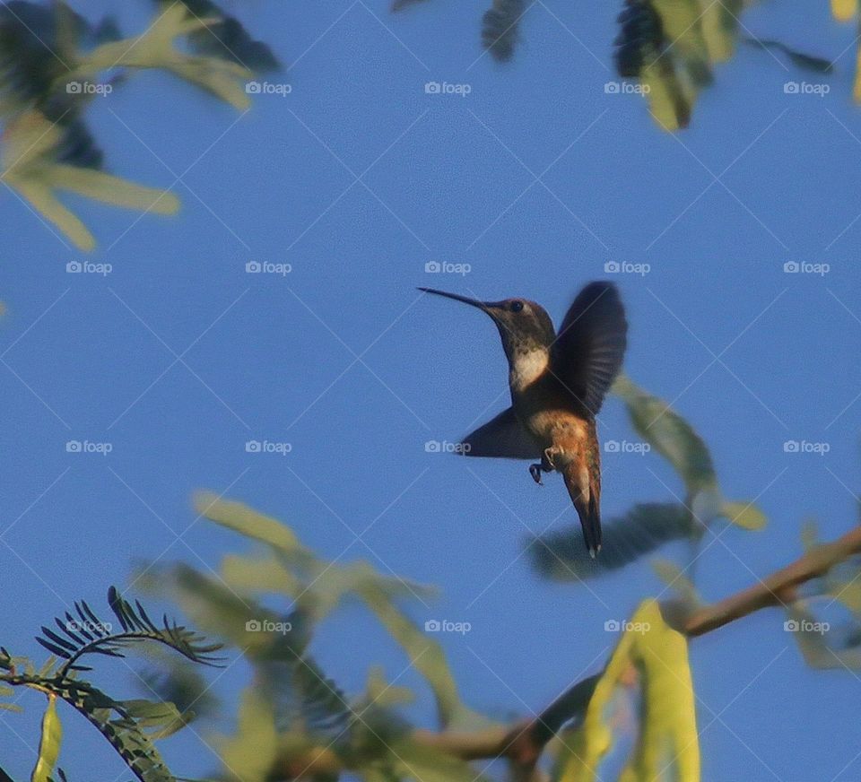 Hummingbird Flying Through Branches