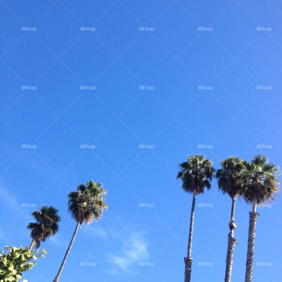 Palm trees in the sky