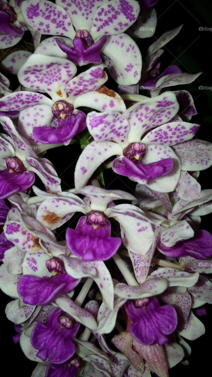 rhynchostylis gigantea fragrant orchid flowers