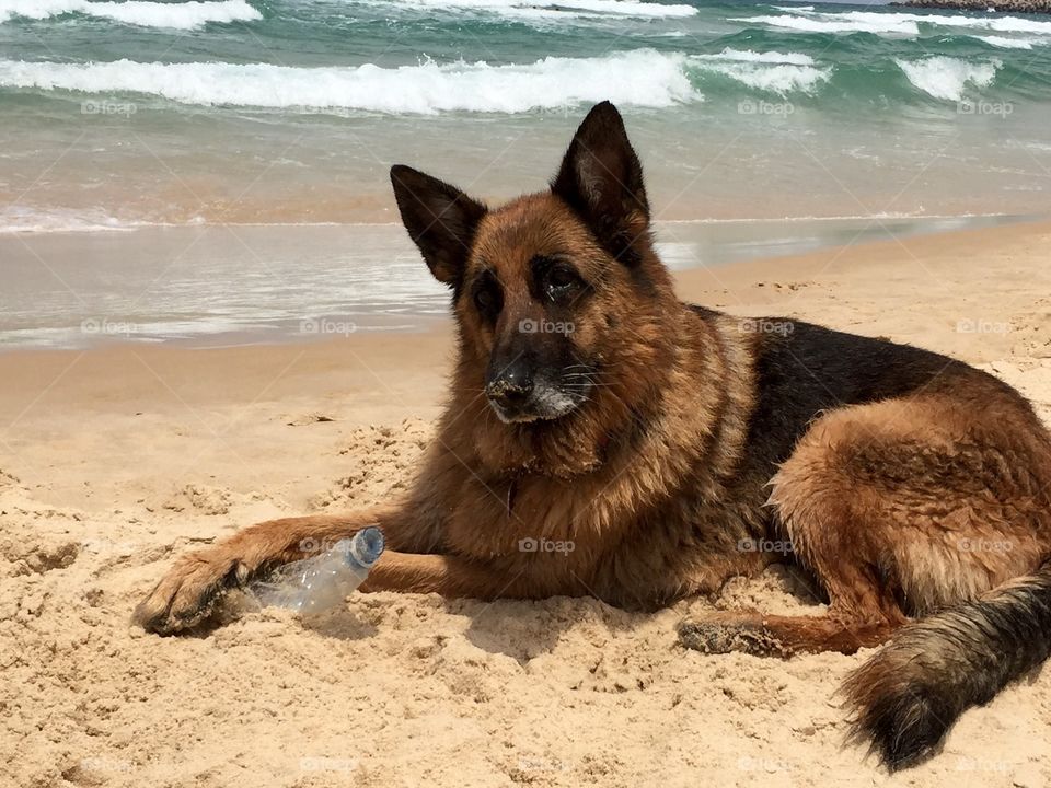 Dog at the beach 