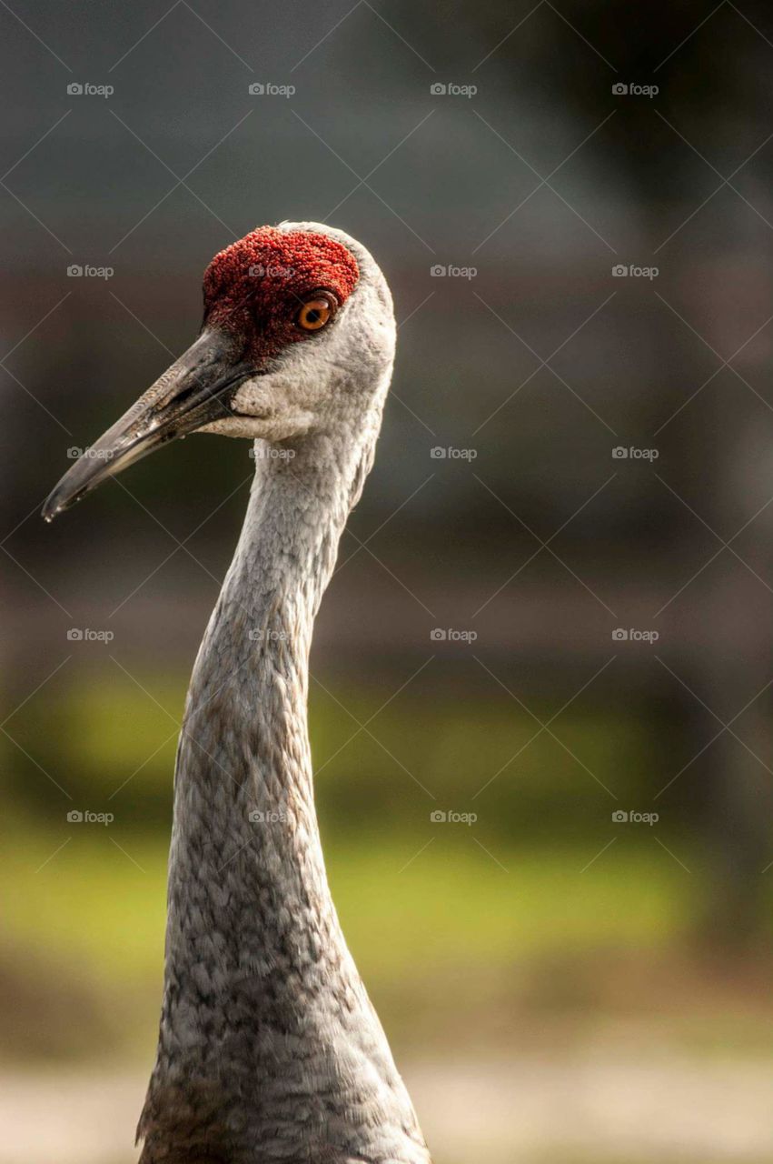 sandhill crane