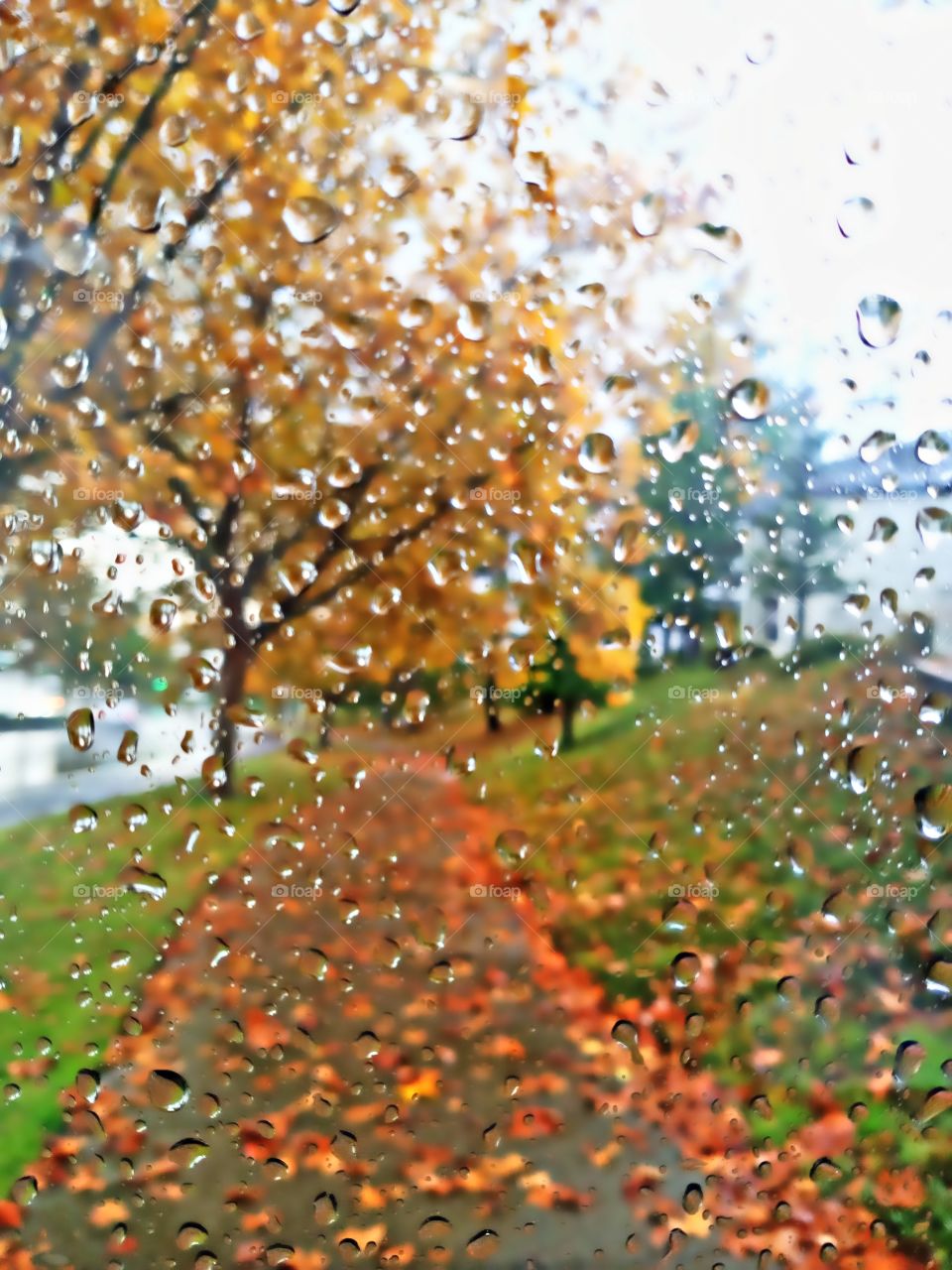 rainy day fall pathway