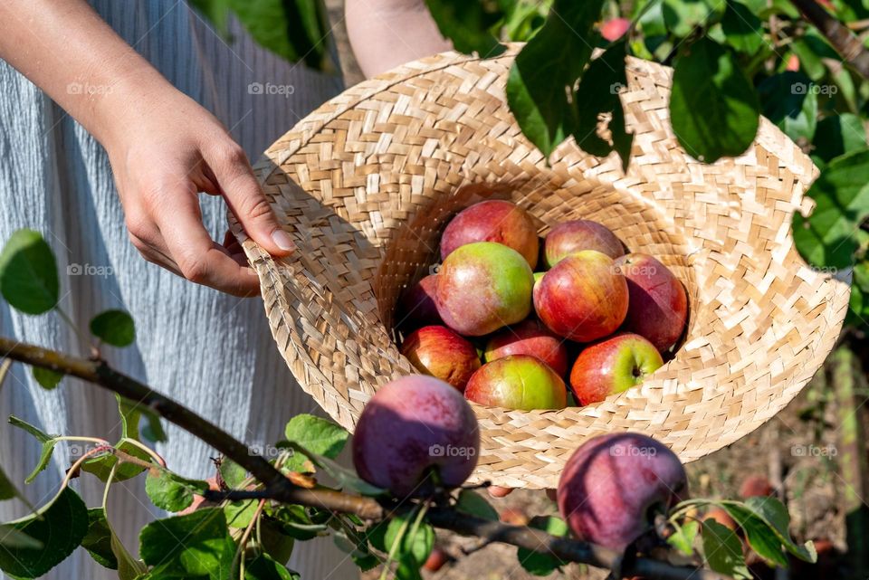 Complementary Colors, Red Apples