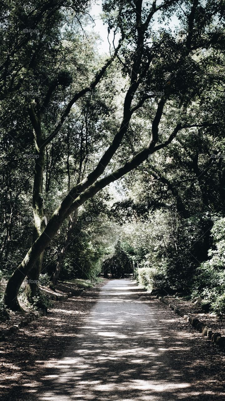 A long straight path with trees overhead flowing through a forest in Rovinj, Croatia