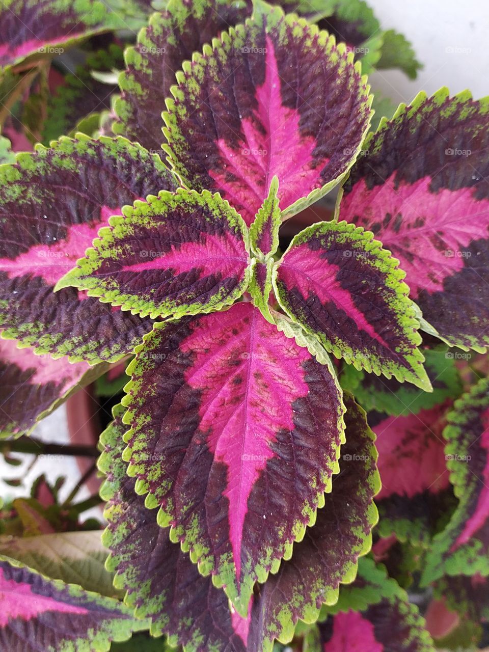 Solenostemon, the expanded coleus