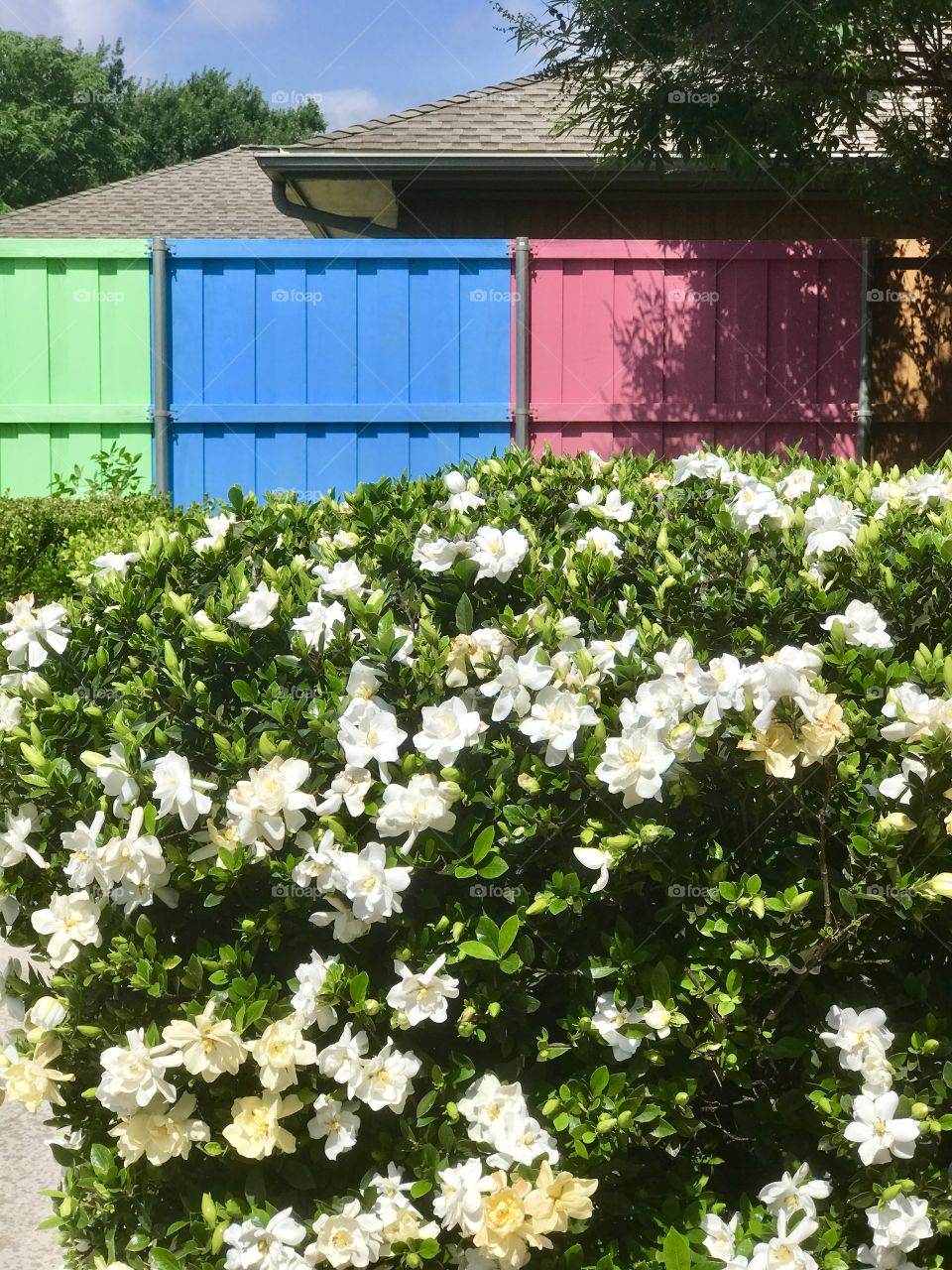 Gardenia Bush loaded with fragrant flowers!