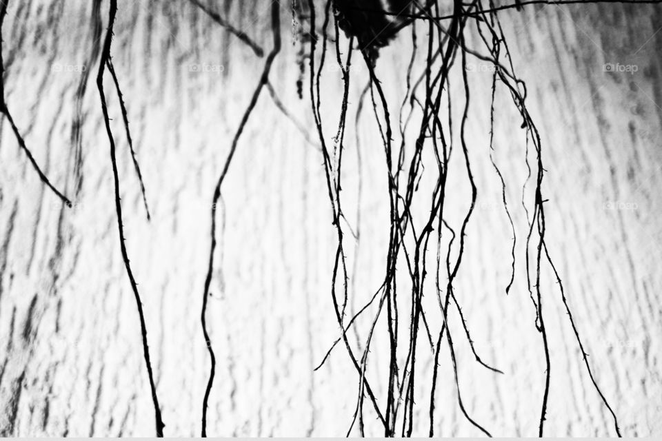 All rights reserved Julia Okada