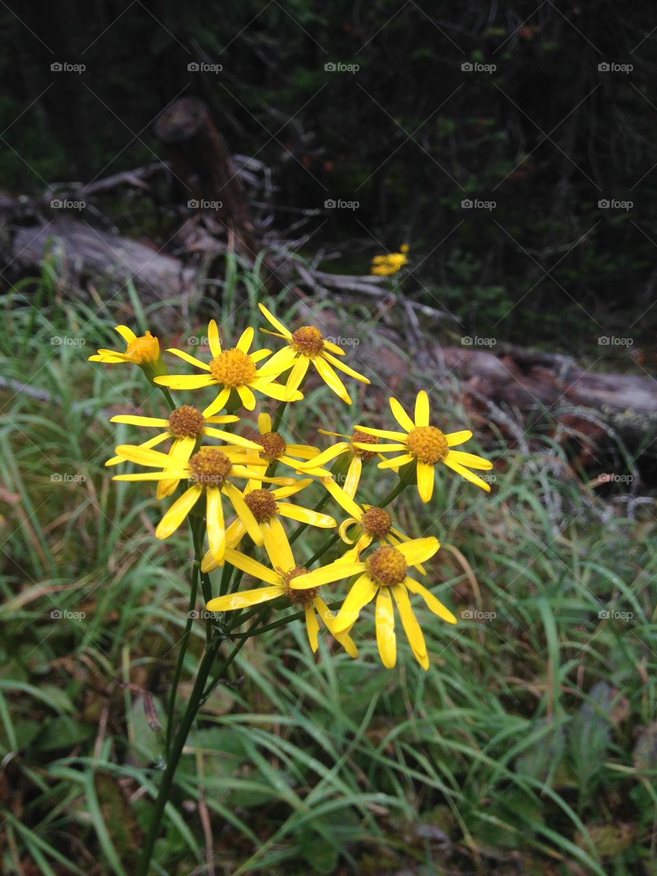 Wild flowers 