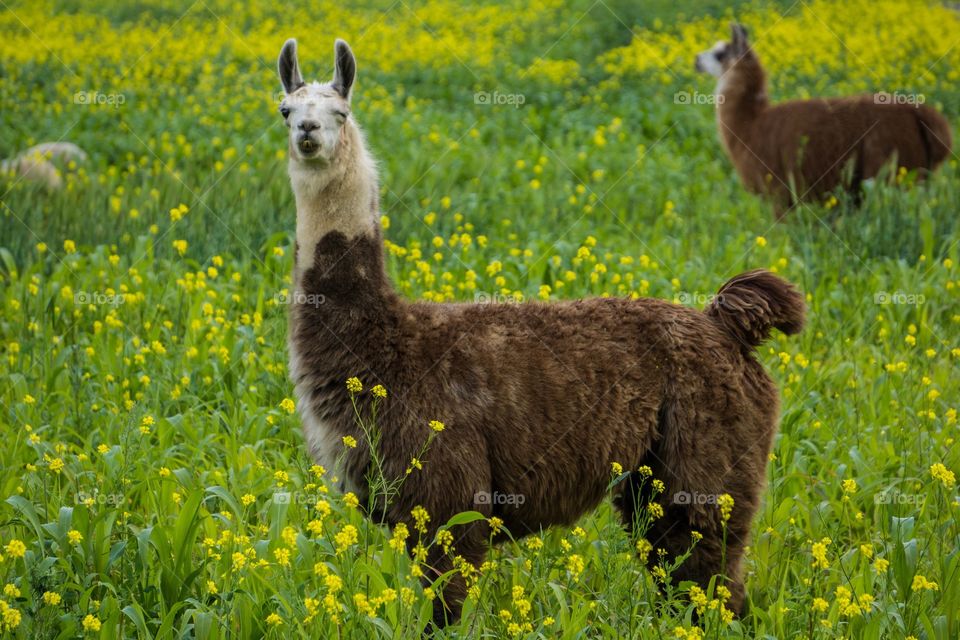 Llama in a field