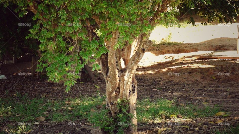 Tree in backyard