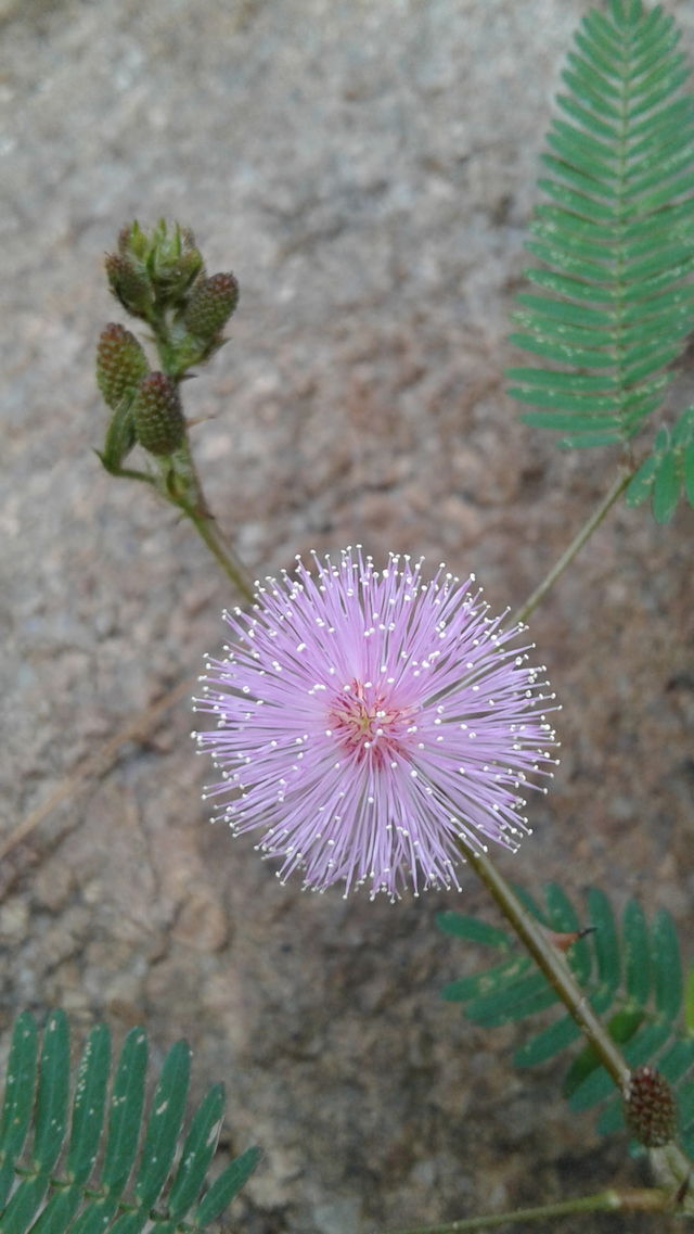 pink colour wild flower