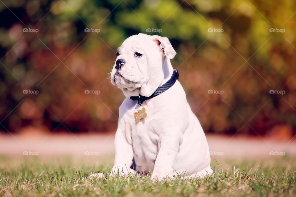 Bulldog puppy 