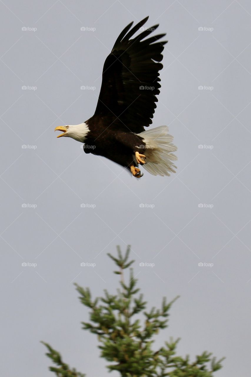 A bald eagle flies over the evergreen trees in the Pacific Northwest while fishing at a nearby lake. 