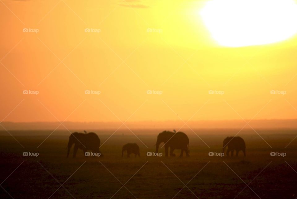elephants at sunrise 