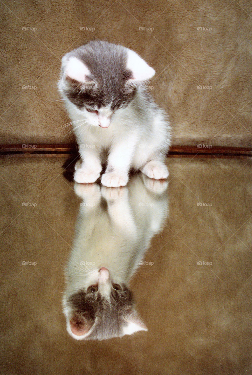 Adorable Kitten sitting on a mirror and looking at its reflection