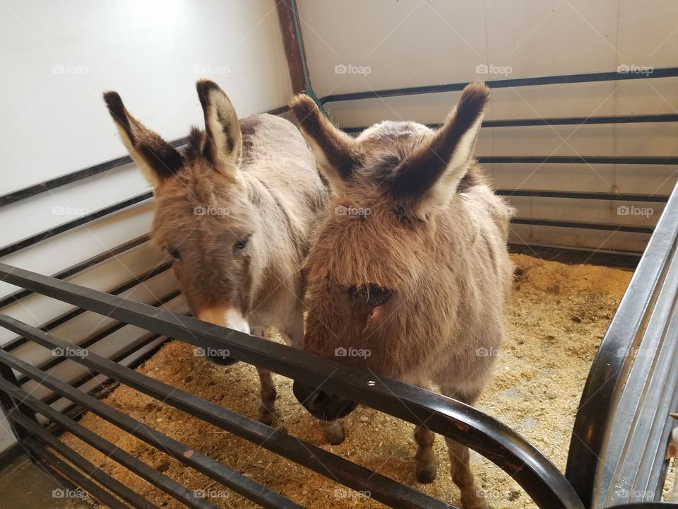 Two Donkies with long Forlocks