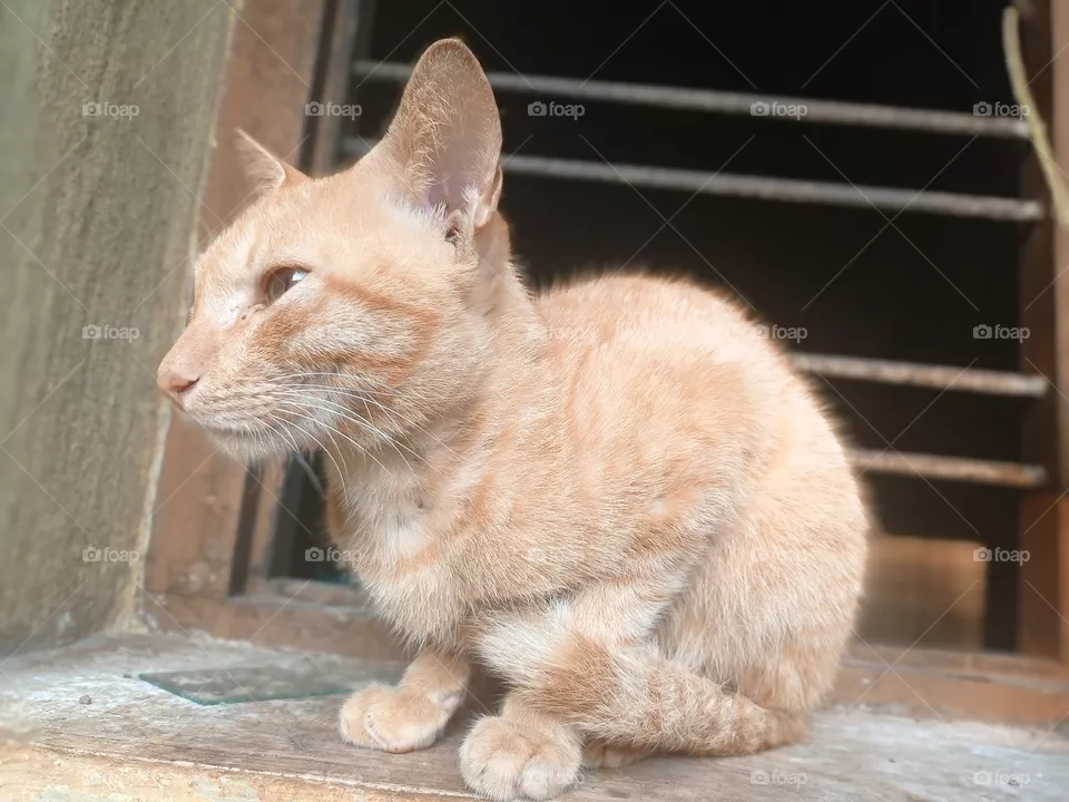 cat