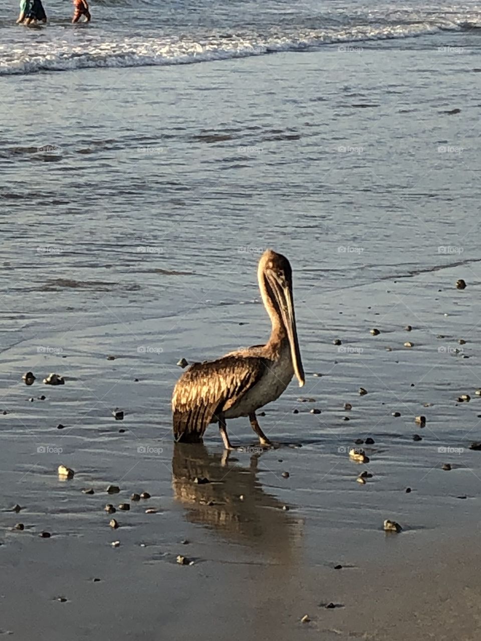 Pelican chilling 