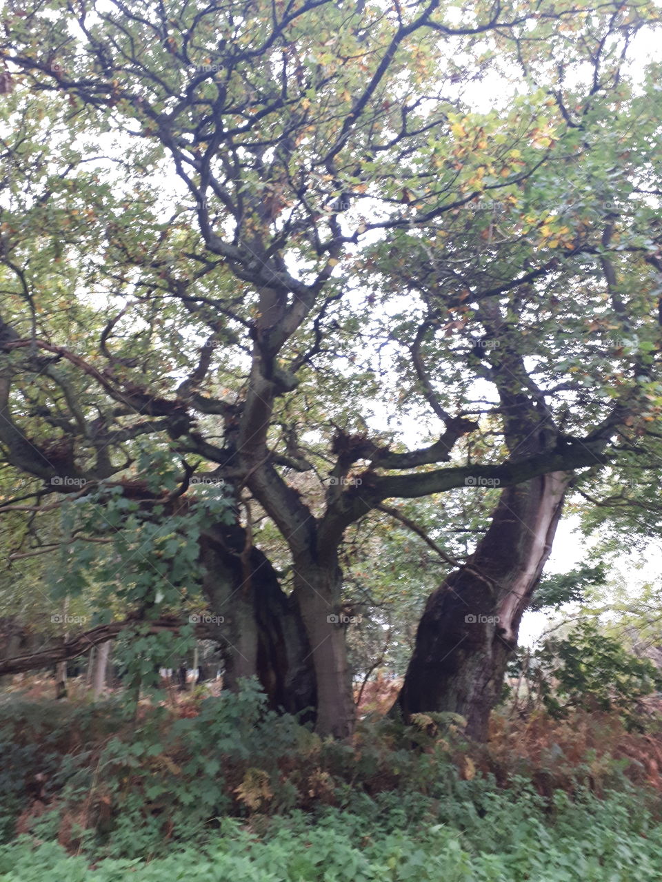 Old Oak Tree