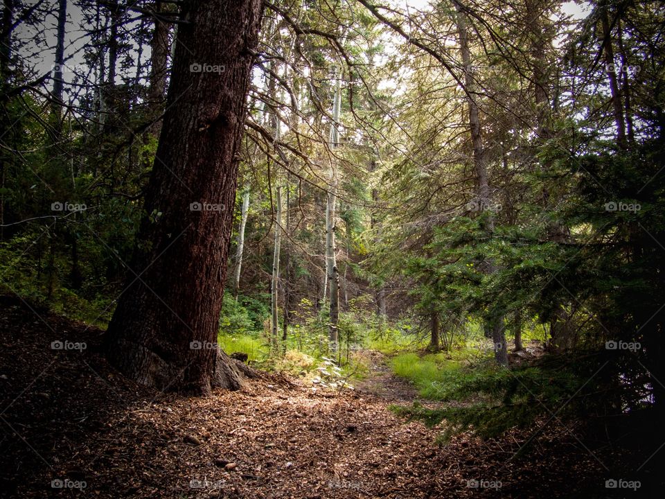 Follow the Lit Path. Sunlight shining on a trail through trees.