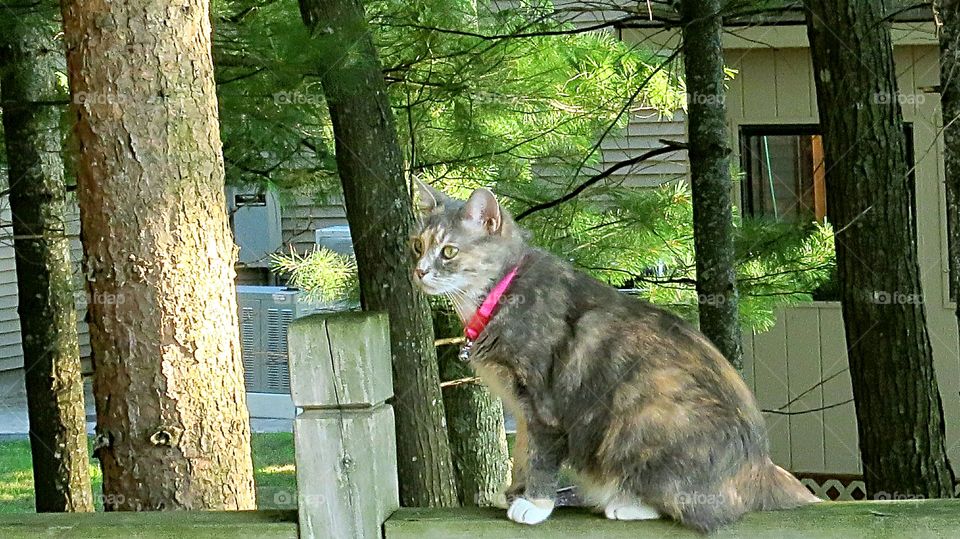 Cat walk for Squirrels