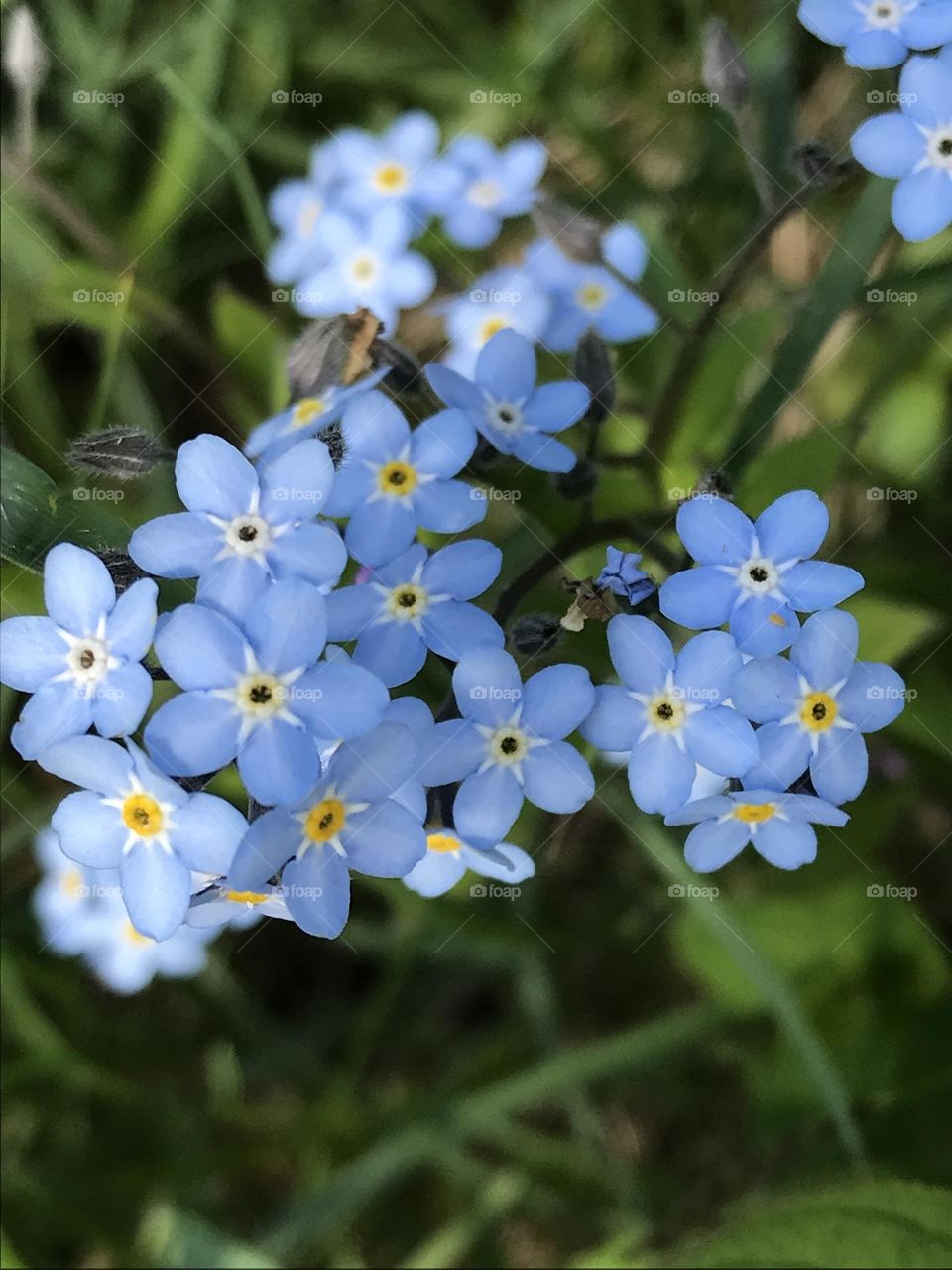 Blue spring flowers